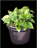 Picture of a Jade Pothos