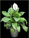 Picture of a Peace Lily