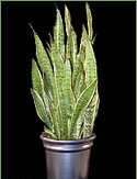 Picture of a Snake Plant