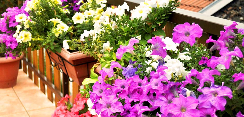 Picture of flowers in containers on a balcony